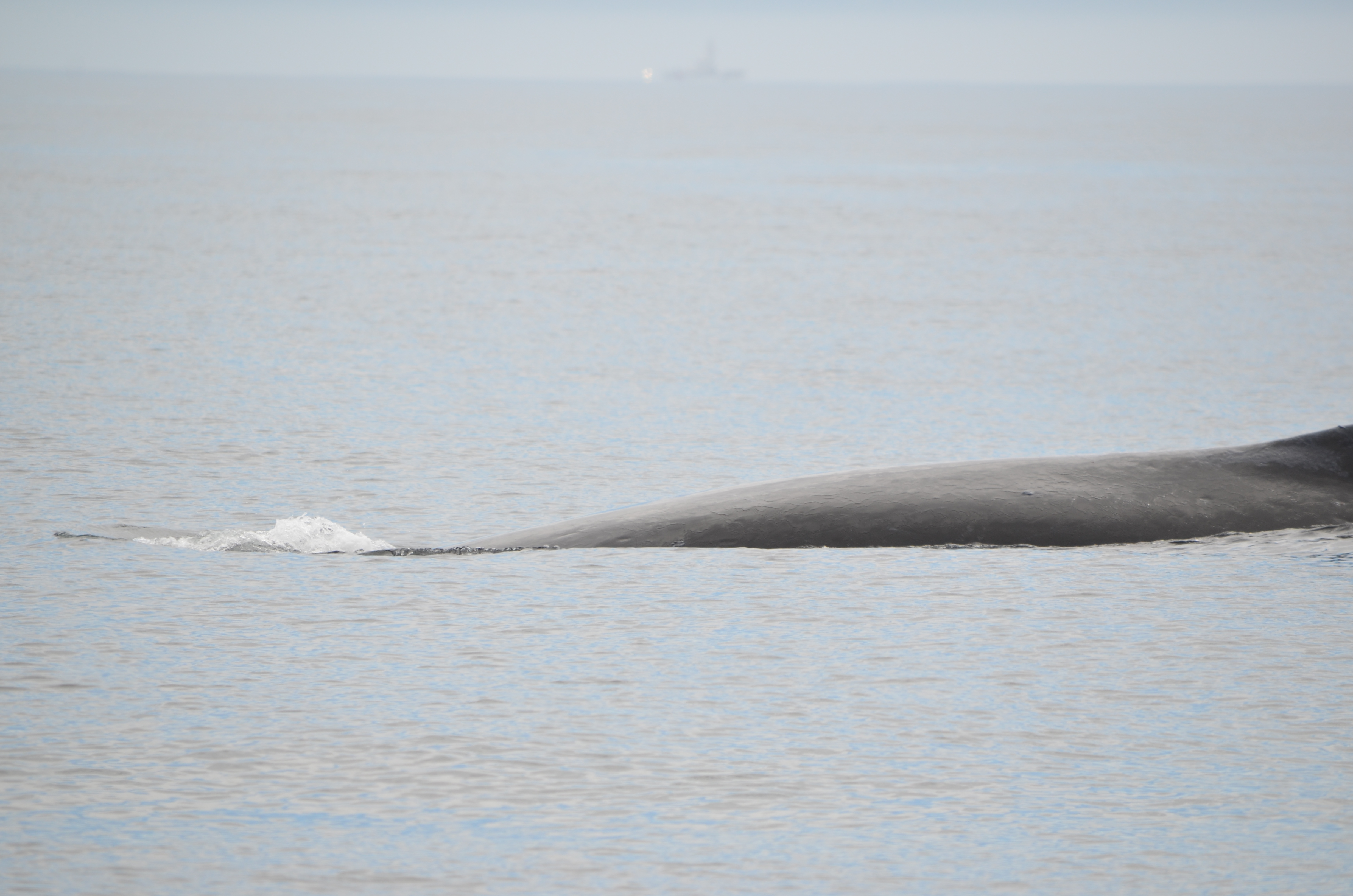photos/wildlife/Mammal_Species/Humpback Whale/DSC_0043.JPG